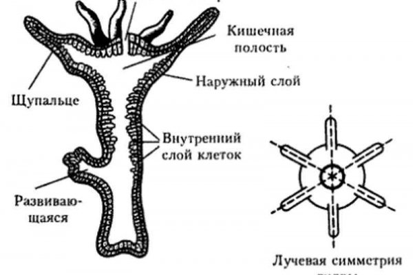 Кракен тор ссылка онлайн