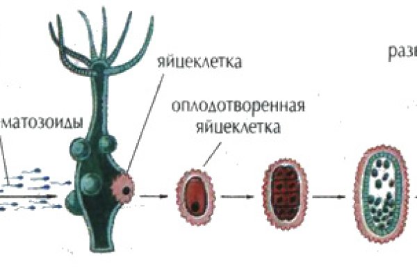 Ссылка кракен сегодня